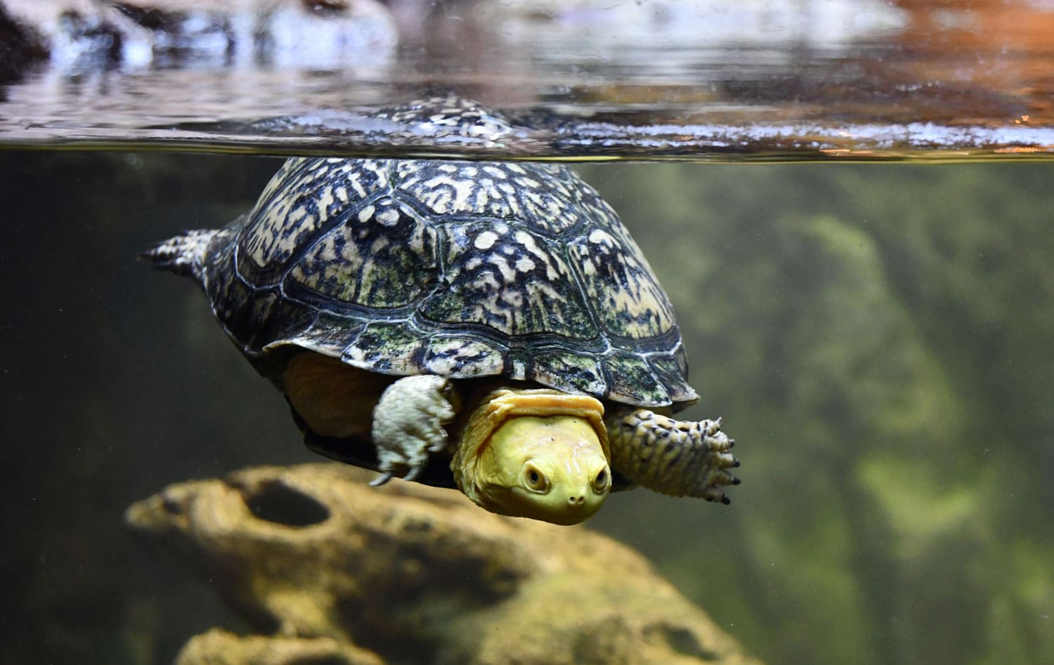 Turtle Tuesday – I & M Canal