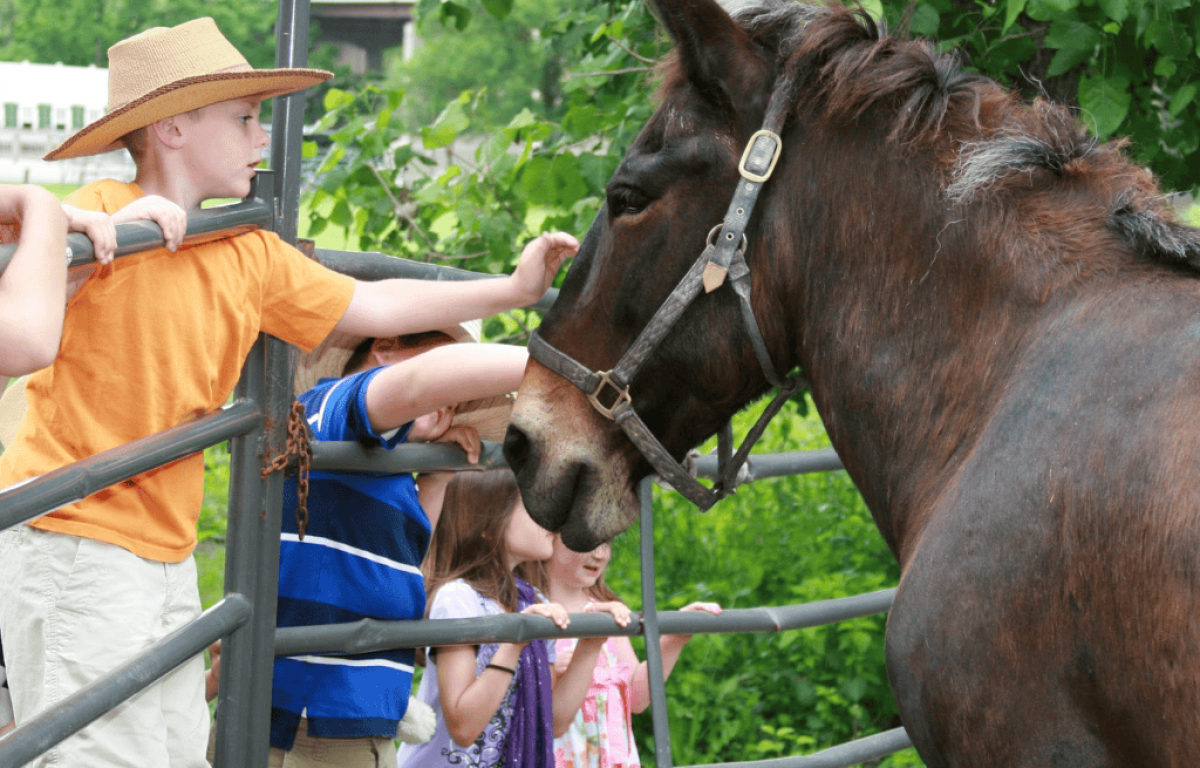Gallery_1_Boy With Mule